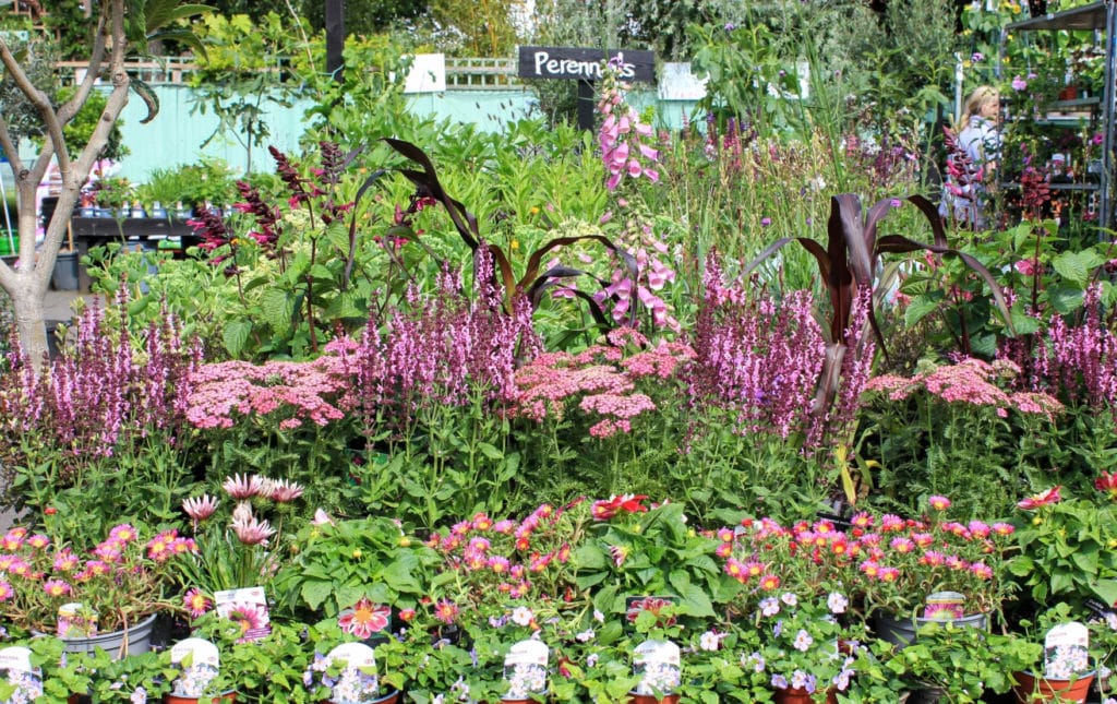 flowers of all colours blooming amongst the verdant greenery of alleyn park garden centre