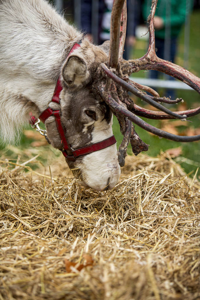 a reindeer munching on some hay