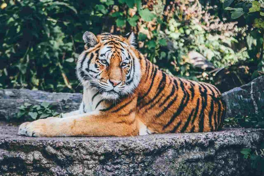 A regal tiger posing for a photograph at the ZSL London Zoo, one of the best zoos in London