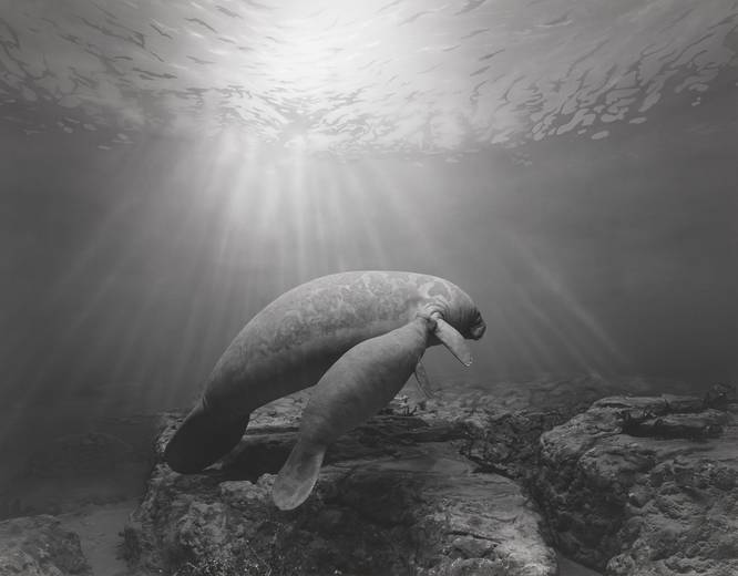 A photo of a manatee by renowned photographer Hiroshi Sugimoto