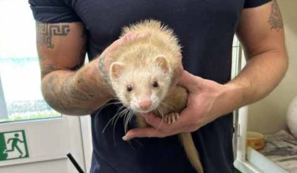A Ferret Has Been Rescued From Victoria Tube Station