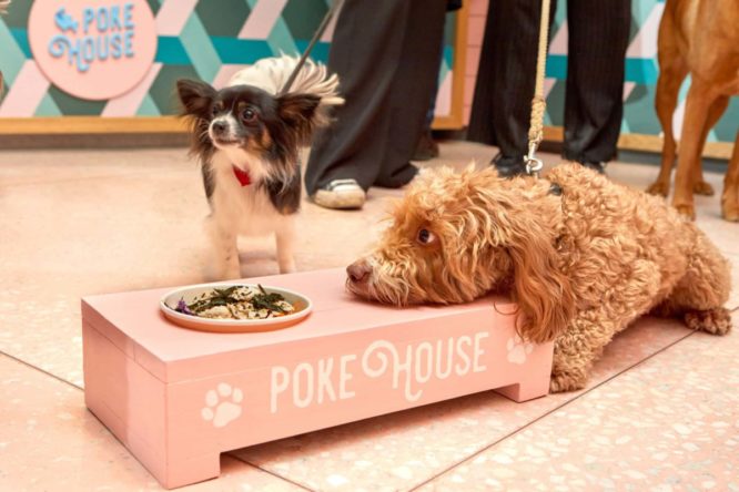Two dogs and a dog-friendy poke bowl at Poke House