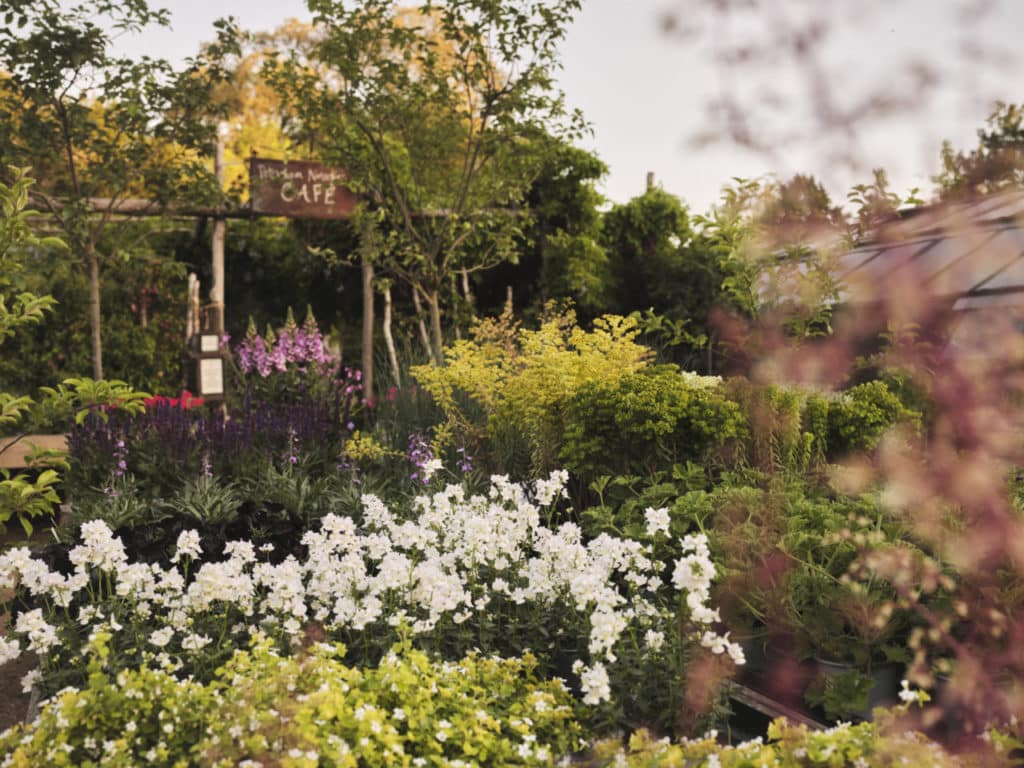 a beauitful array of flowers and plants at petersham nurseries with a sign visible for the Petersham Nurseries Cafe
