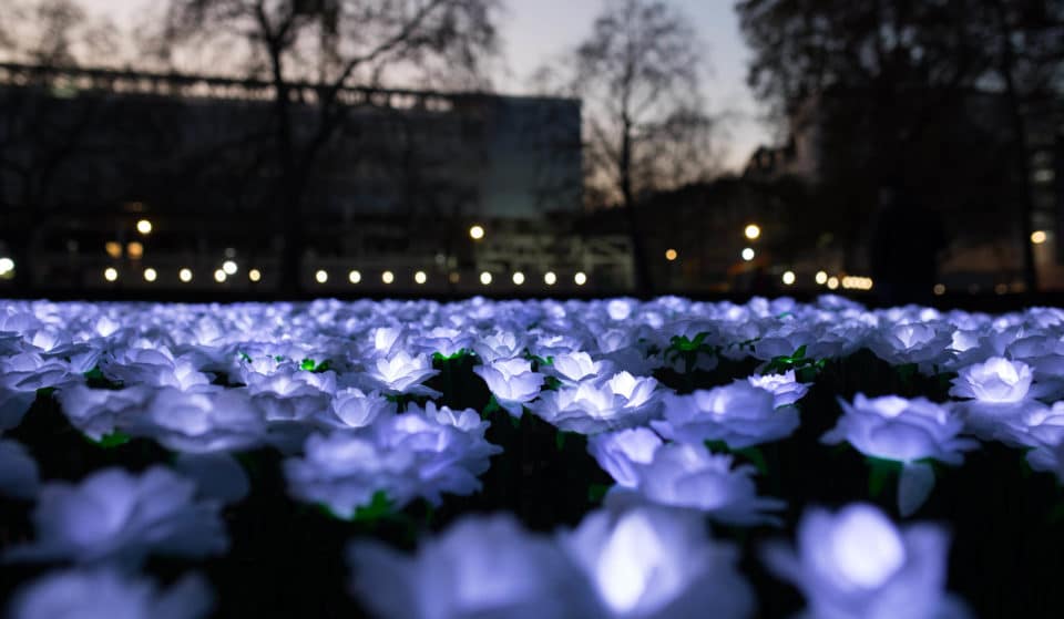 Thousands Of White Roses Are Lighting Up Grosvenor Square In Memory Of Loved Ones
