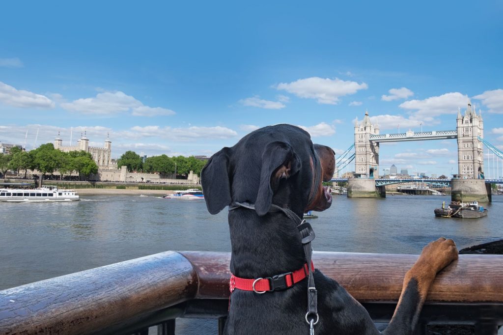 A doberman enjoying the views of Tower Bridge on the Thames Path, one of the best dog walks in London