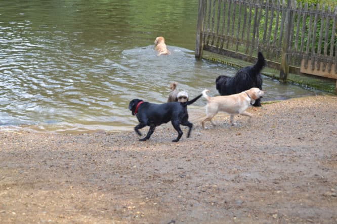 A group of dogs really enjoying themselves in the ponds at Hampstead Heath, one of the best dog-friendly activities in London
