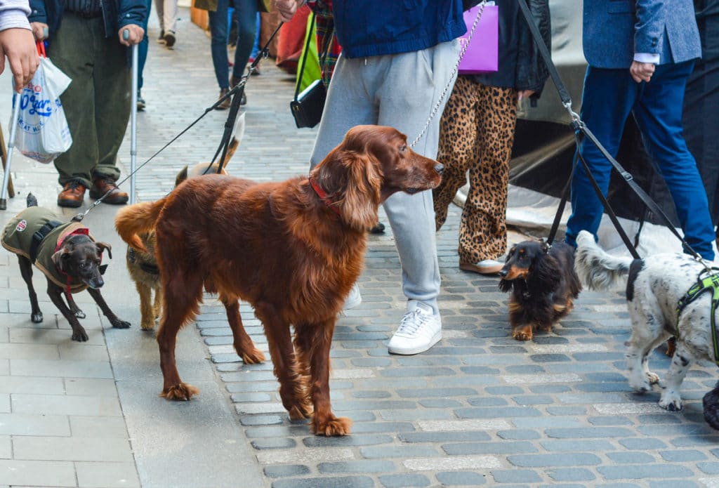 A varied collection of dogs milling about in London