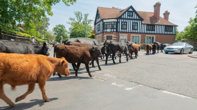 A herd of cattle wandering through the village of Brockenhurst in the New Forest, Hampshire, one of the best villages near London