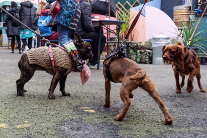A group of dogs meeting at a meet-up group, one of the best dog-friendly activities in London