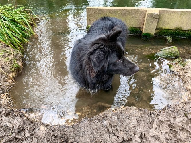 A border collie cooling off in the waters of the River Wandle in Morden Hall Park