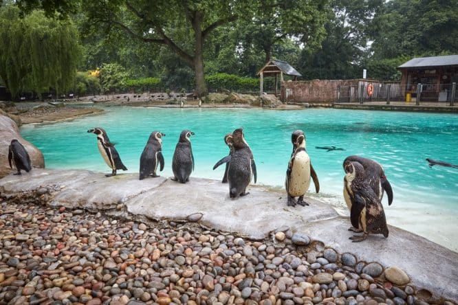 A group of penguins at the ZSL London Zoo, one of the best zoos in London