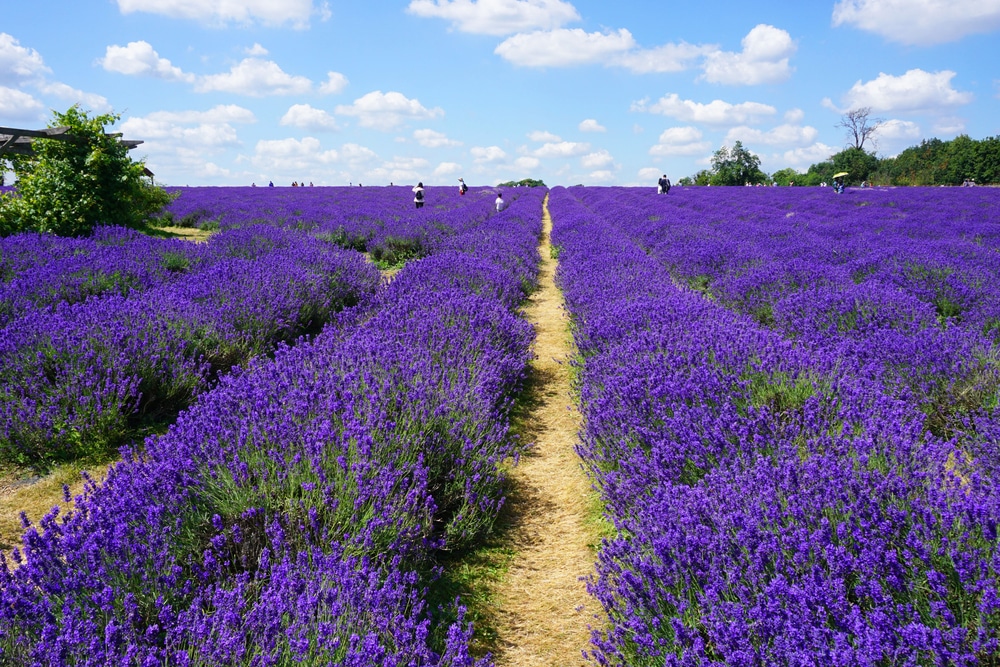 Bright purple lavender fields at Mayfield Farm in Essex