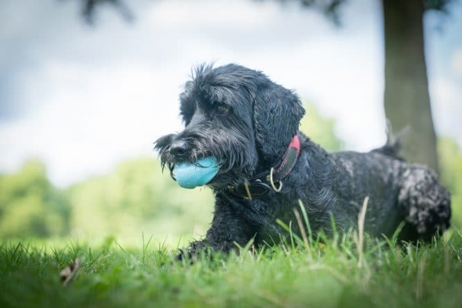 A cute dog playing fetch with a ball in Victoria Park, East London