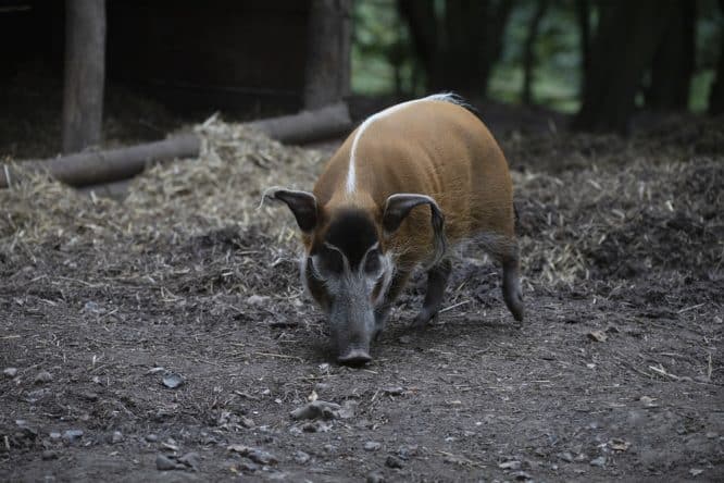 A red river hog at Howlett's Zoo, one of the nest zoos in London