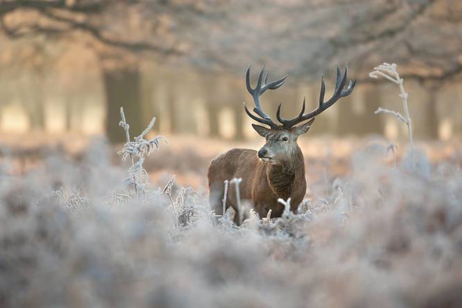 Red deer stag in Richmond Park in winter