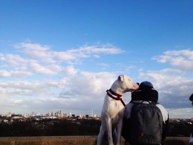 A dog kissing it's owner while admiring the view from Primrose Hill in Central London