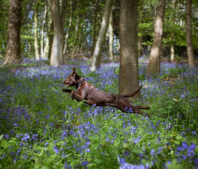A dog leaping through the bluebells of Highgate Wood in North London