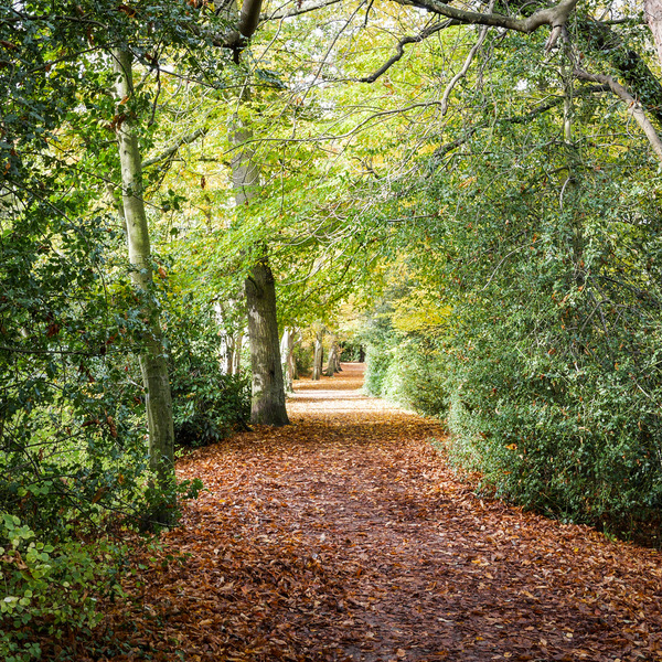 A tree-lined, empty pathway in Epping Forest in London