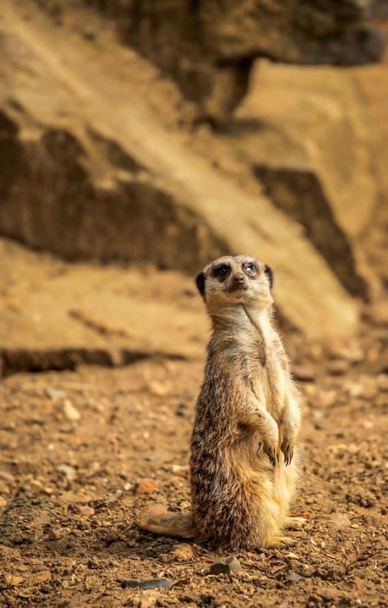 A meerkat posing for a photograph at the Battersea Zoo, one of the best zoos in London
