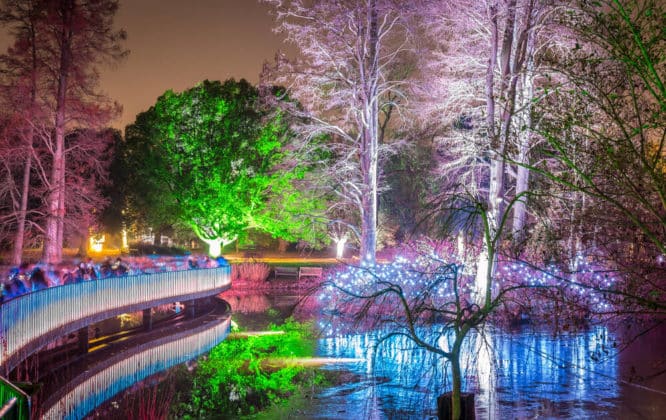 Colourful trees decked out in lights at Kew at Christmas