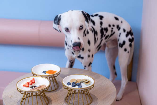 A selection of pancakes being served for Pancake Day for a Dalmatian at the Pawsitive Cafe in Notting Hill