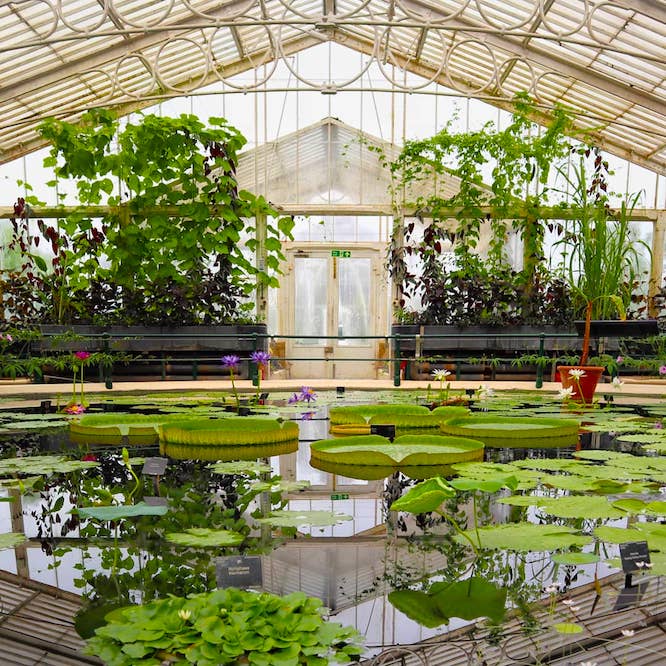 Waterlily House Kew Gardens