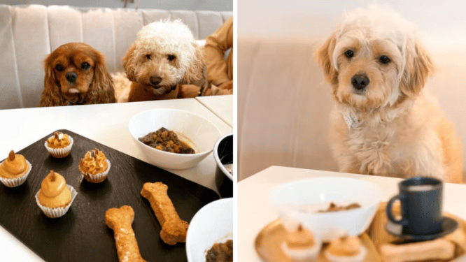 Two images of dogs sitting in a booth looking at a spread of food at Jack and Beyond, one of the best dog-friendly activities in London
